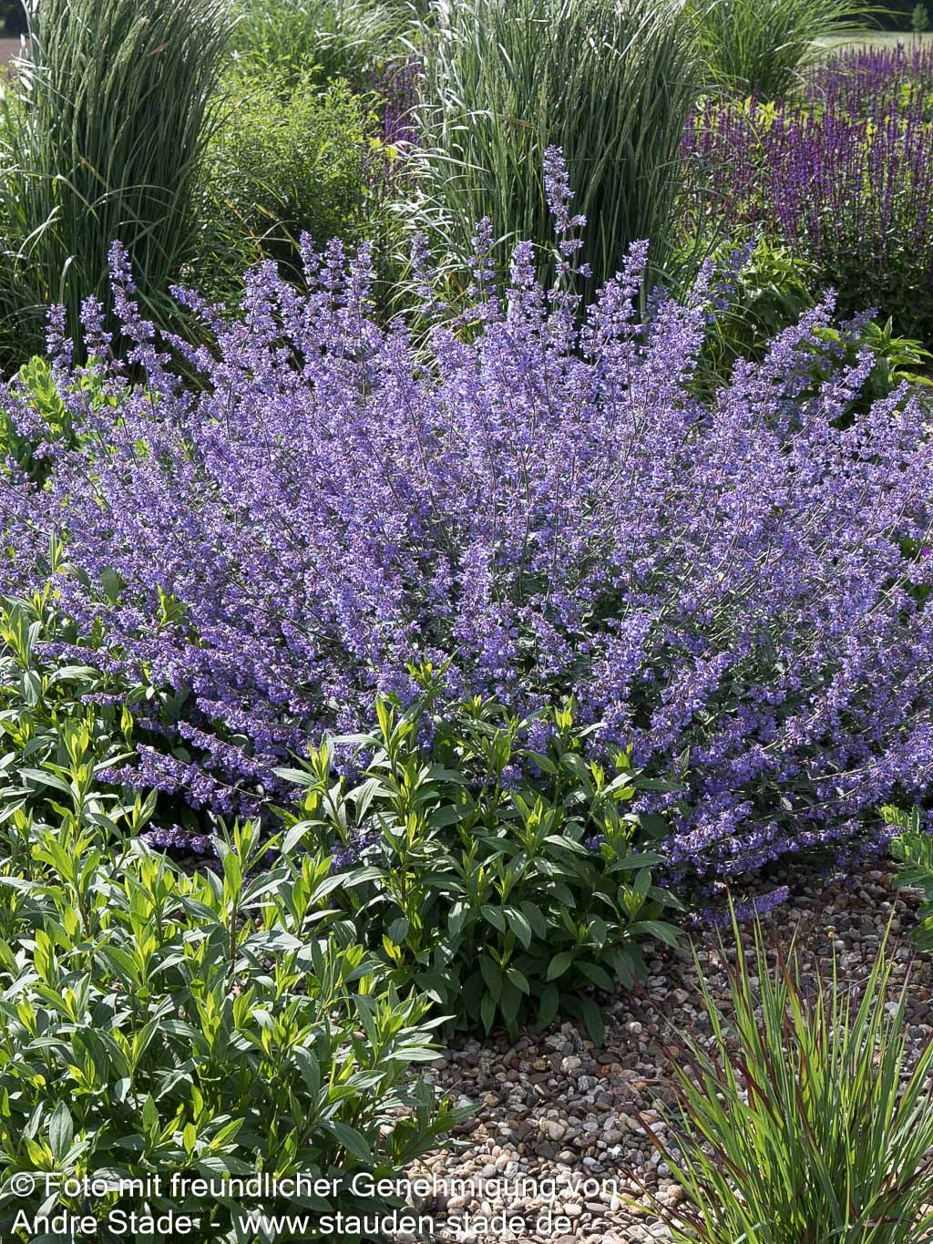 Katzenminze 'Walker's Low' (Nepeta x faassenii)
