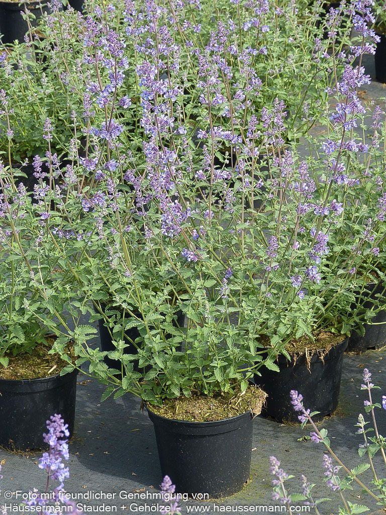Katzenminze 'Walker's Low' (Nepeta x faassenii)
