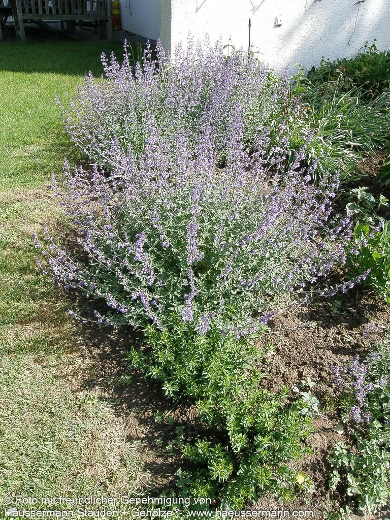 Katzenminze 'Walker's Low' (Nepeta x faassenii)