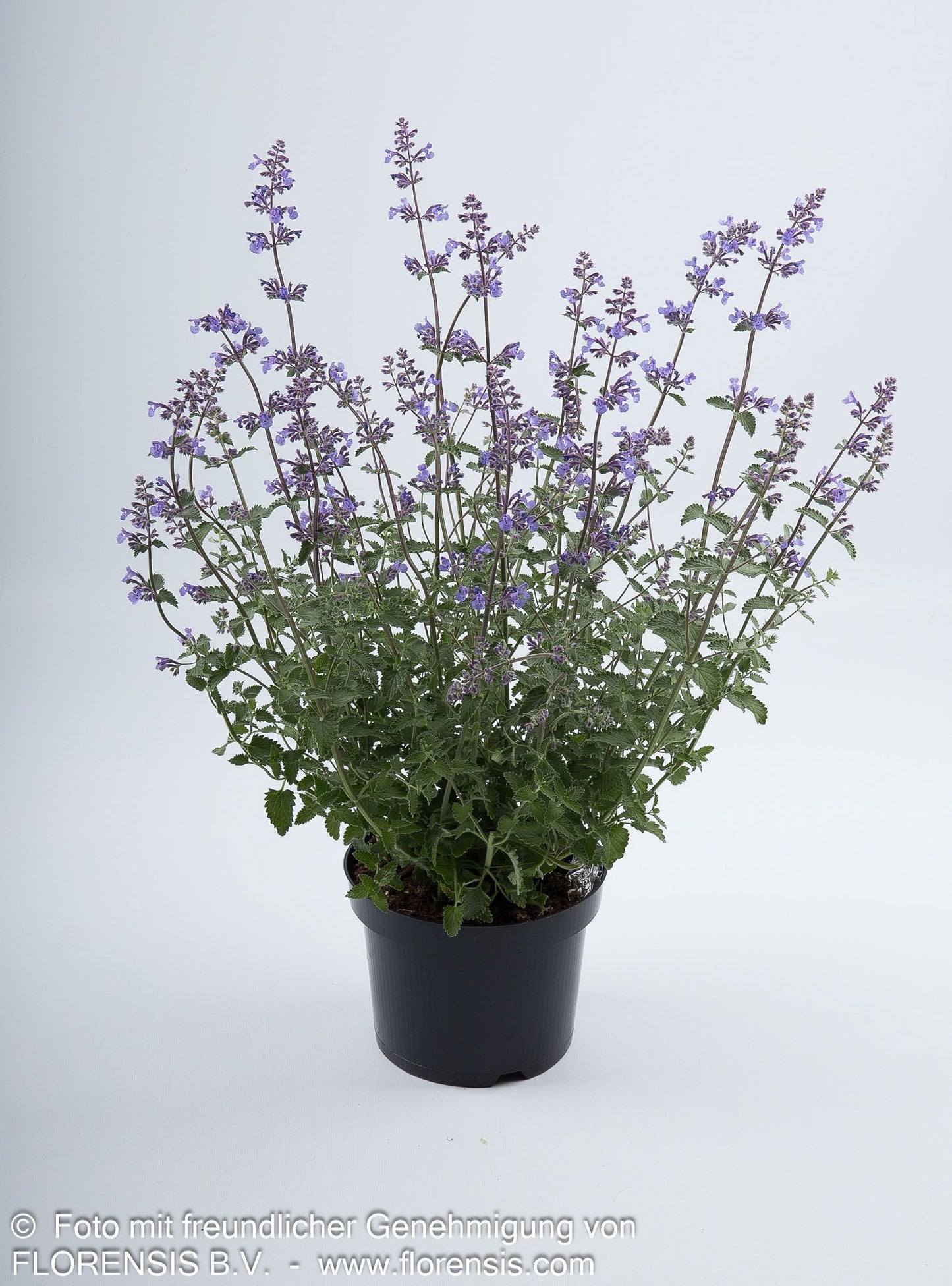 Katzenminze 'Walker's Low' (Nepeta x faassenii)