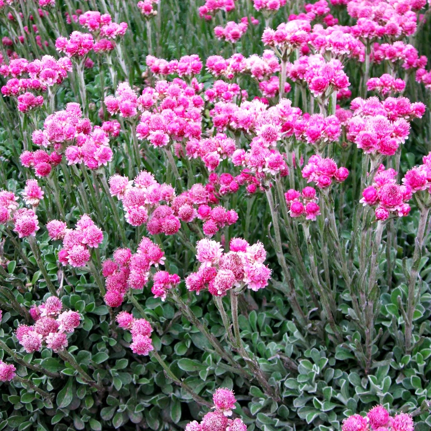 Katzenpfötchen 'Rubra' (Antennaria dioica)
