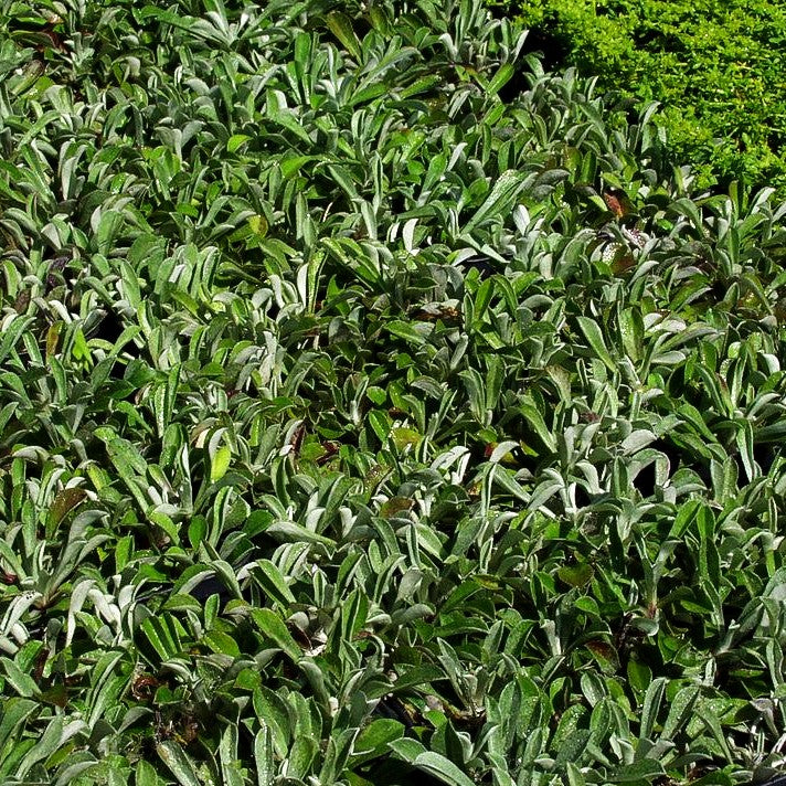Katzenpfötchen 'Weiße Immortelle' (Antennaria dioica)