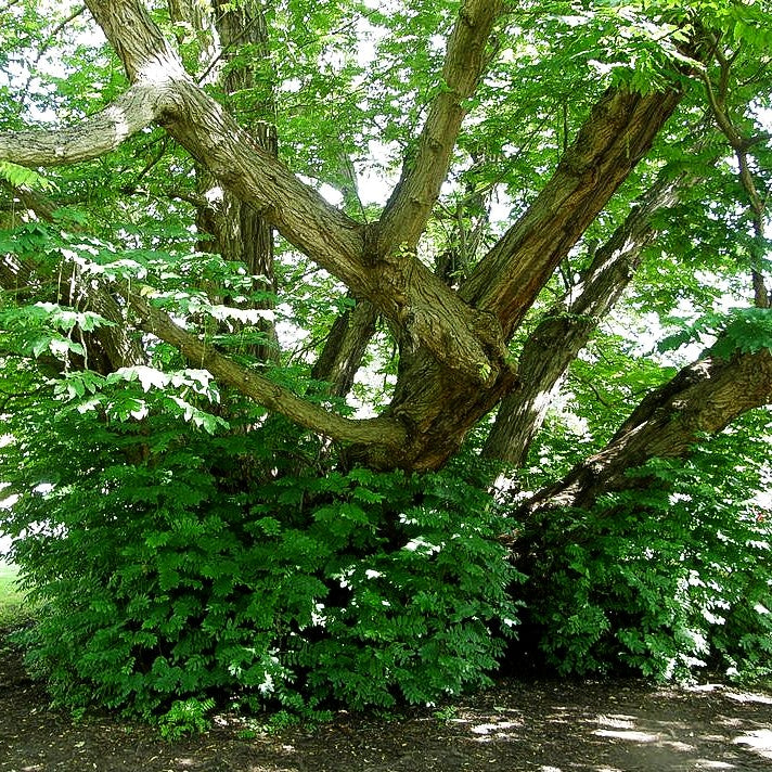 Kaukasische Flügelnuss (Pterocarya fraxinifolia)