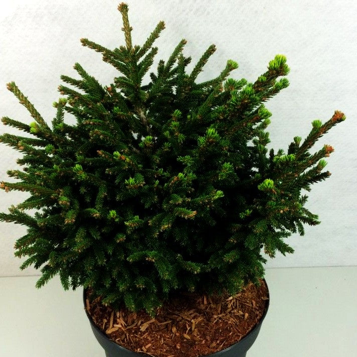 Kaukasische Zwergfichte 'Barnes' (Picea orientalis)