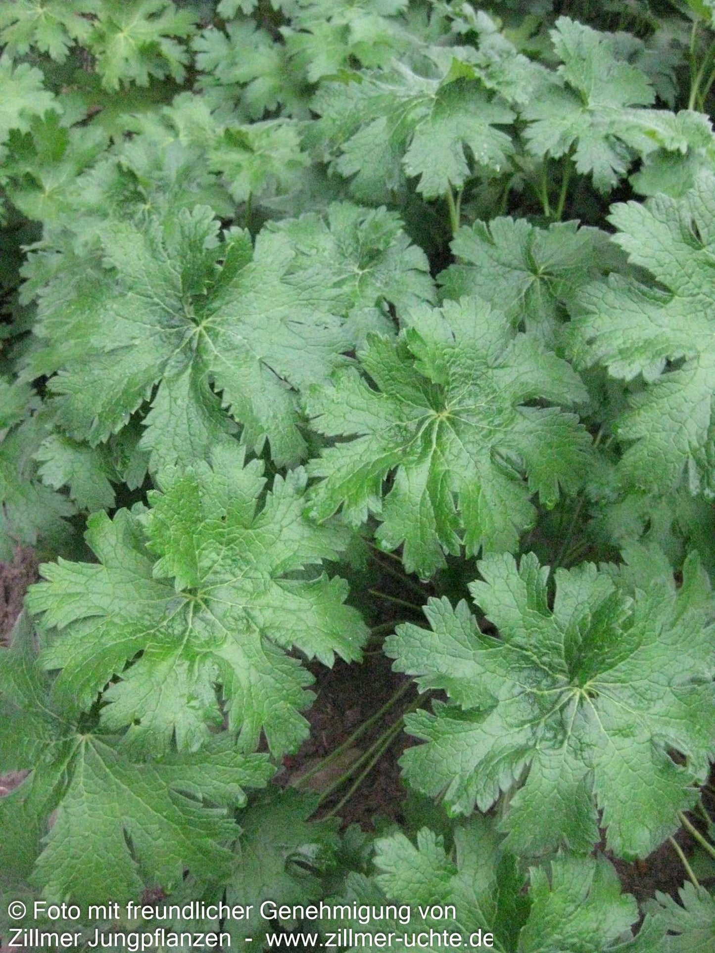 Kaukasischer Storchschnabel 'Vital' (Geranium ibericum)