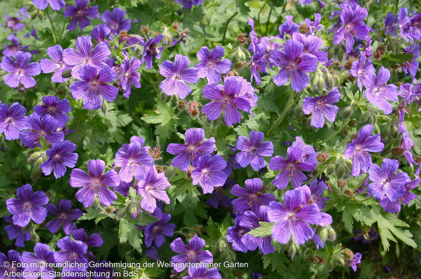 Kaukasischer Storchschnabel 'Vital' (Geranium ibericum)