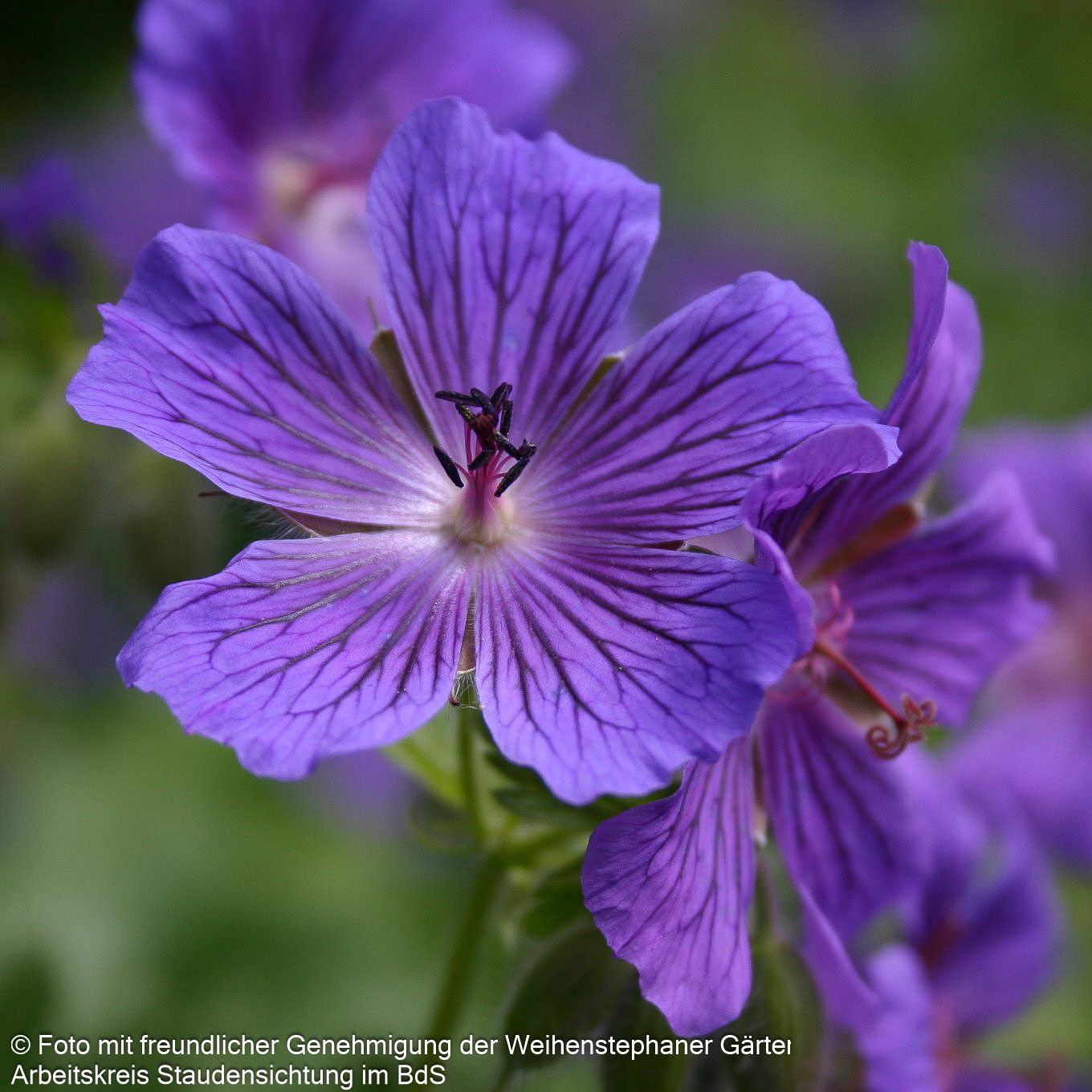 Kaukasischer Storchschnabel 'Vital' (Geranium ibericum)