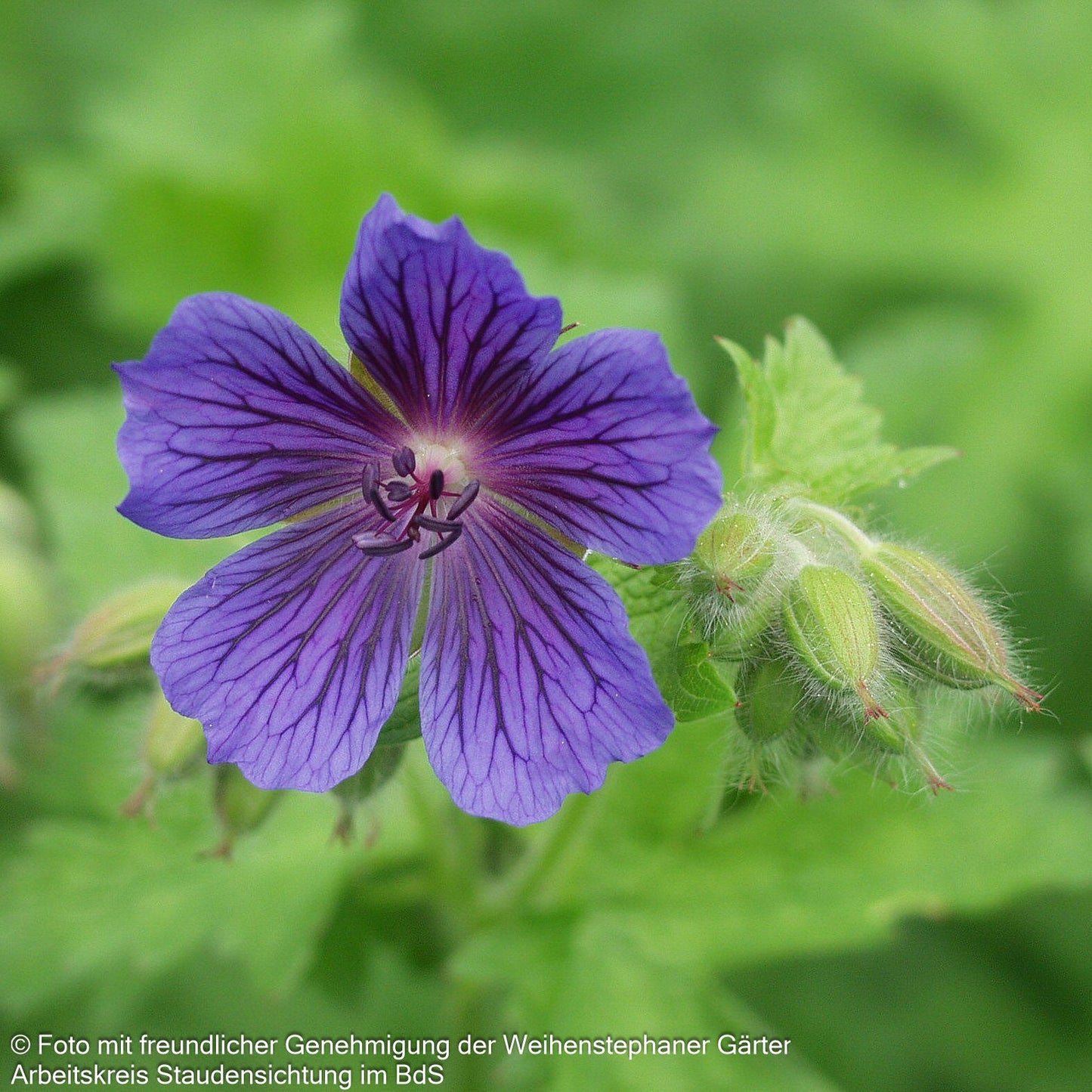 Kaukasischer Storchschnabel 'Vital' (Geranium ibericum)
