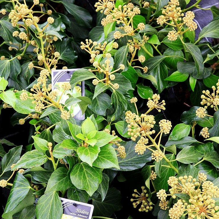 Kaukasischer Strauch-Efeu 'Arborescens' (Hedera colchica)