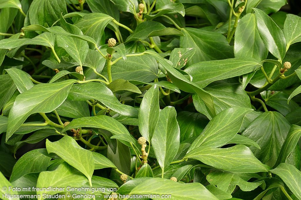 Kaukasischer Strauch-Efeu 'Fall Favourite' (Hedera colchica)