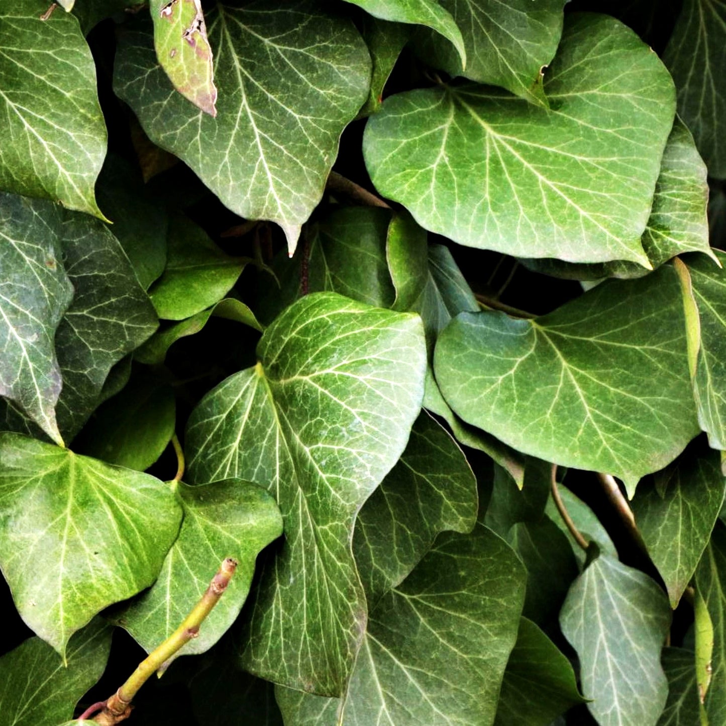 Kaukasus-Efeu (Hedera colchica)