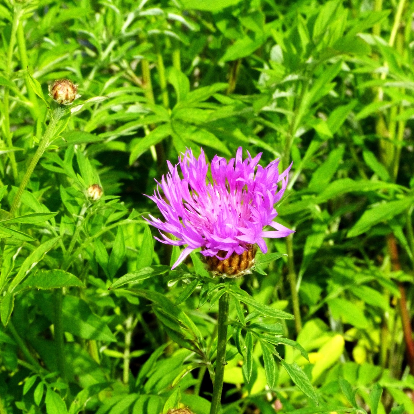Kaukasus-Flockenblume (Centaurea dealbata)