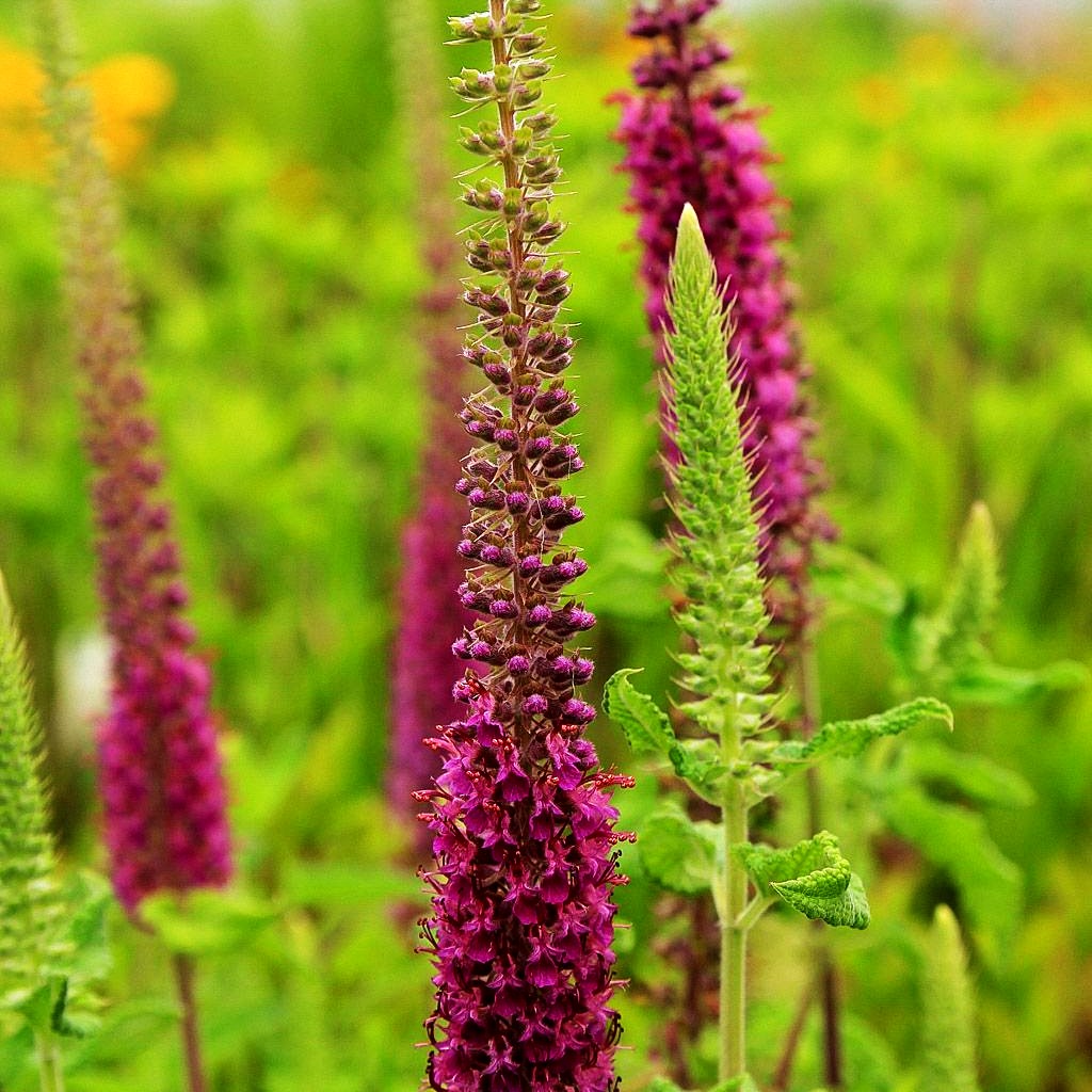 Kaukasus-Gamander 'Paradise Delight' (Teucrium hyrcanicum)