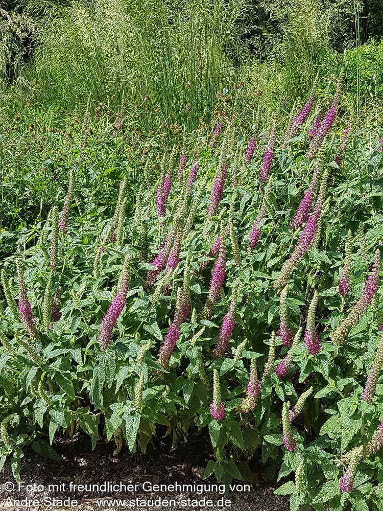 Kaukasus-Gamander (Teucrium hyrcanicum)