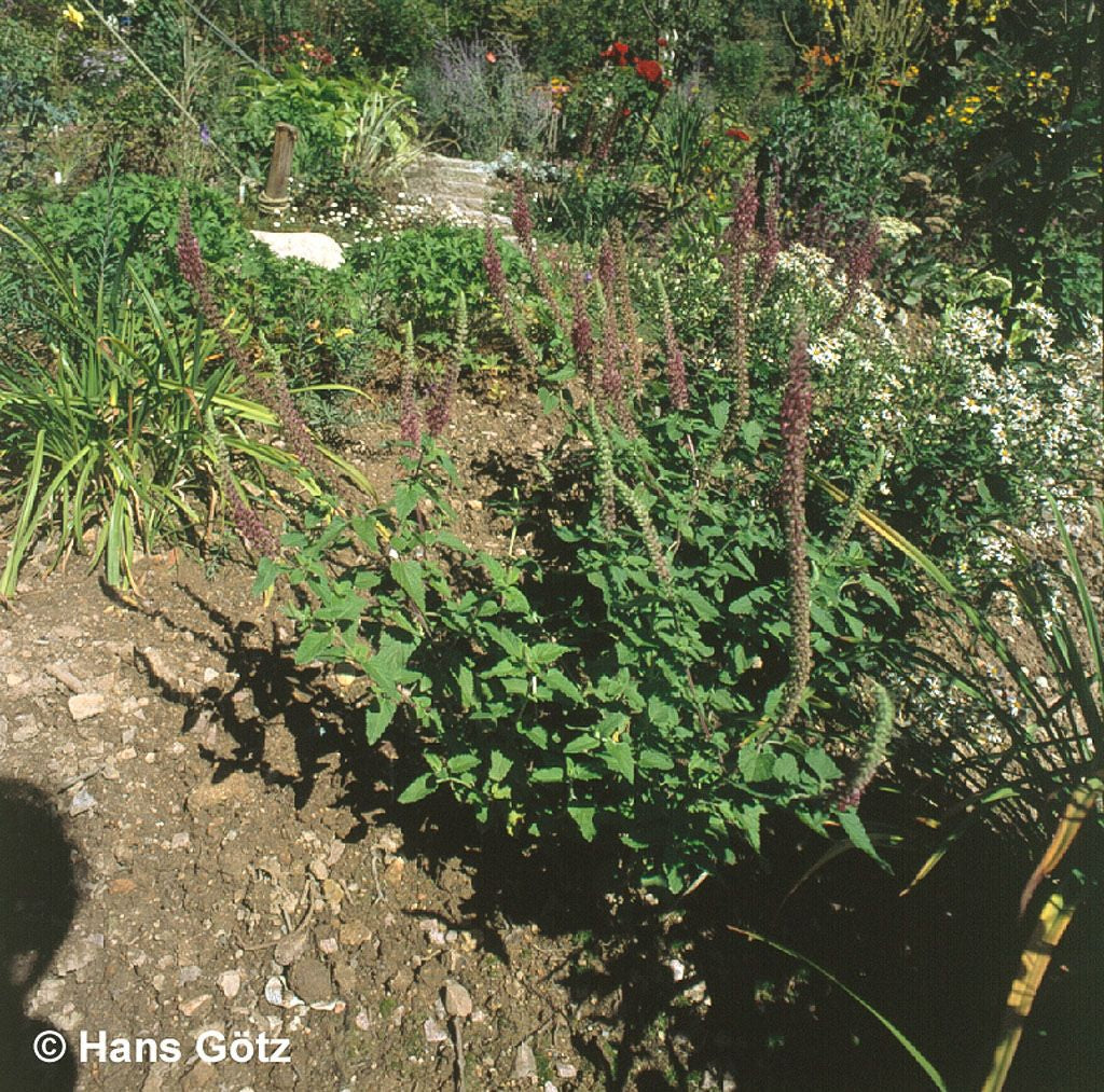 Kaukasus-Gamander (Teucrium hyrcanicum)