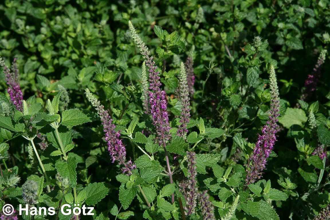 Kaukasus-Gamander (Teucrium hyrcanicum)