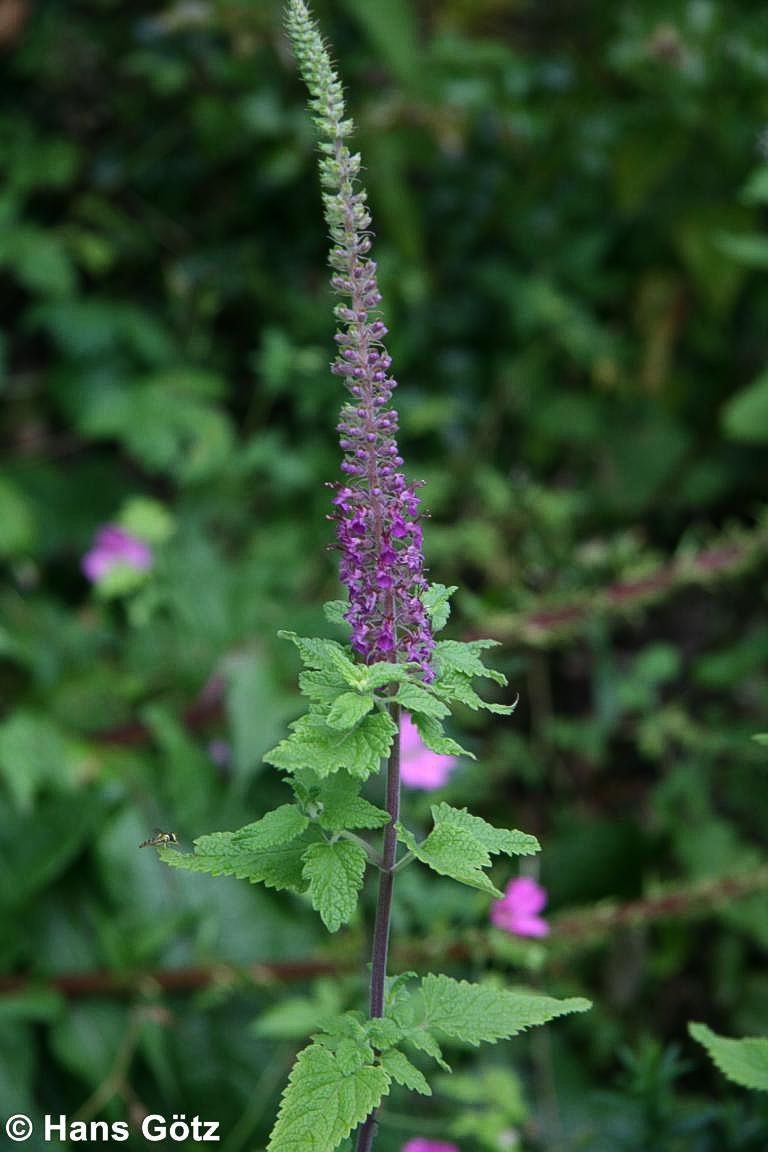 Kaukasus-Gamander (Teucrium hyrcanicum)