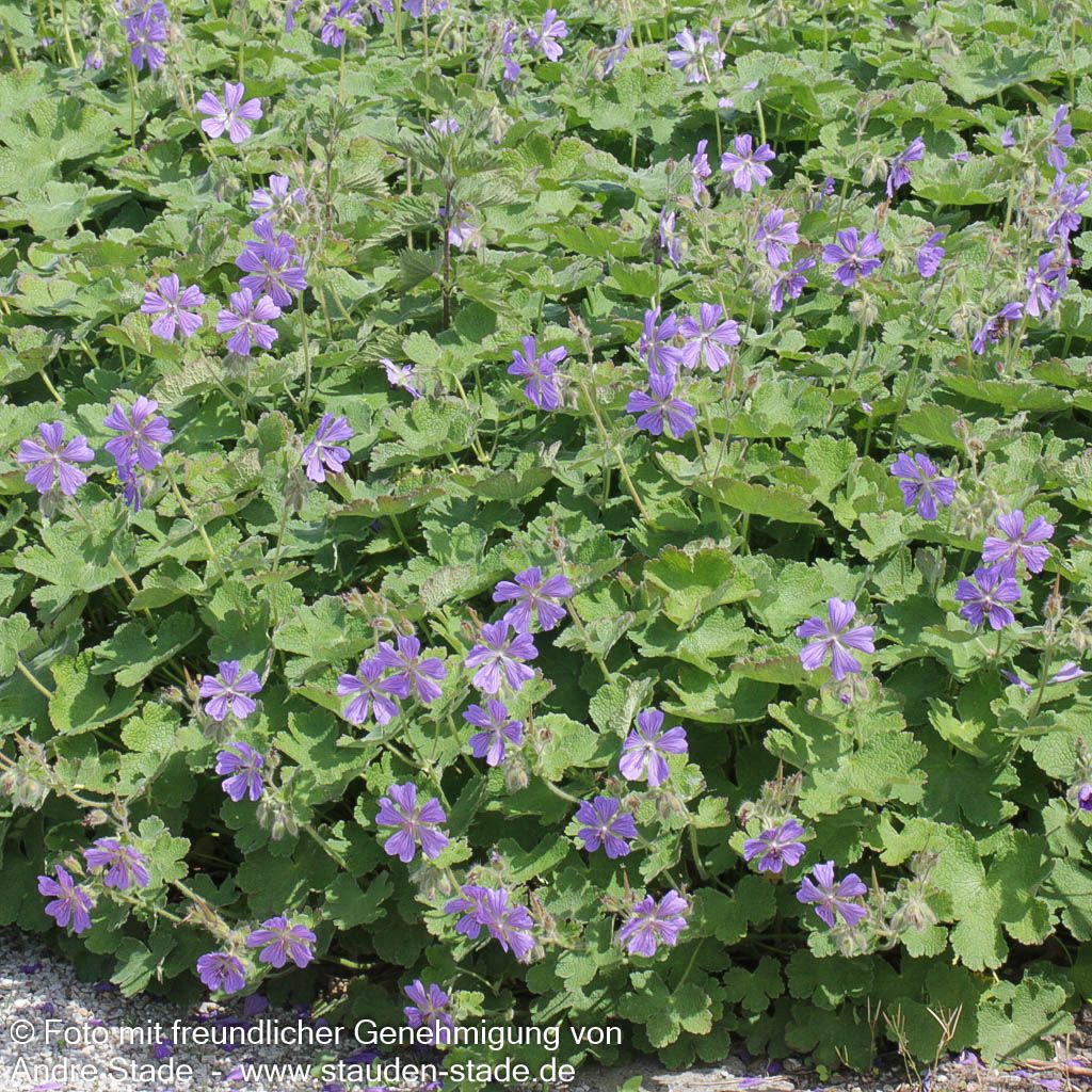 Kaukasus-Storchschnabel 'Philippe Vapelle' (Geranium renardii)