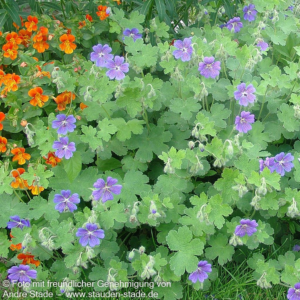 Kaukasus-Storchschnabel 'Philippe Vapelle' (Geranium renardii)