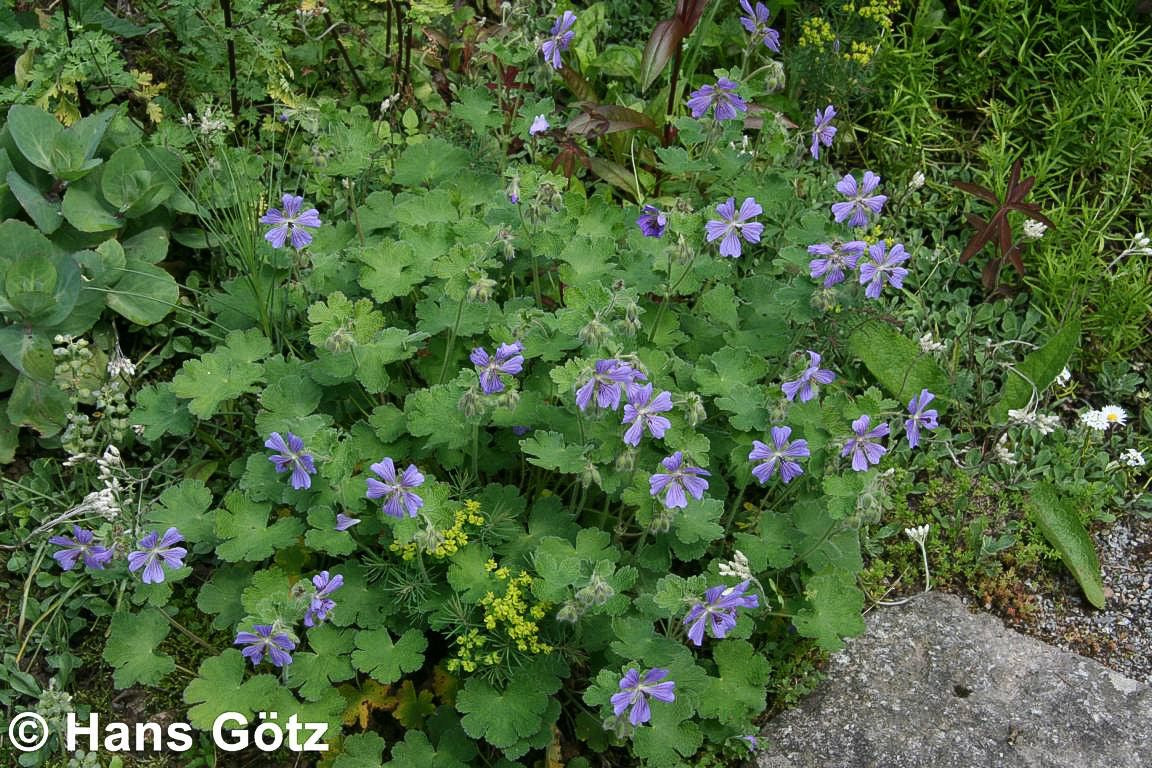 Kaukasus-Storchschnabel 'Philippe Vapelle' (Geranium renardii)
