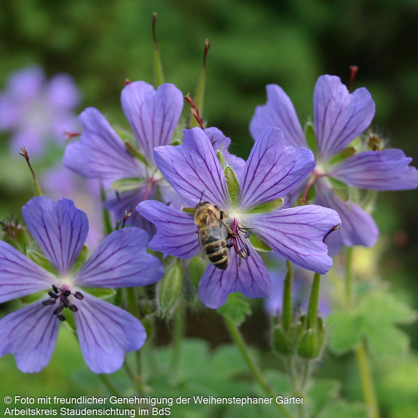 Kaukasus-Storchschnabel 'Philippe Vapelle' (Geranium renardii)