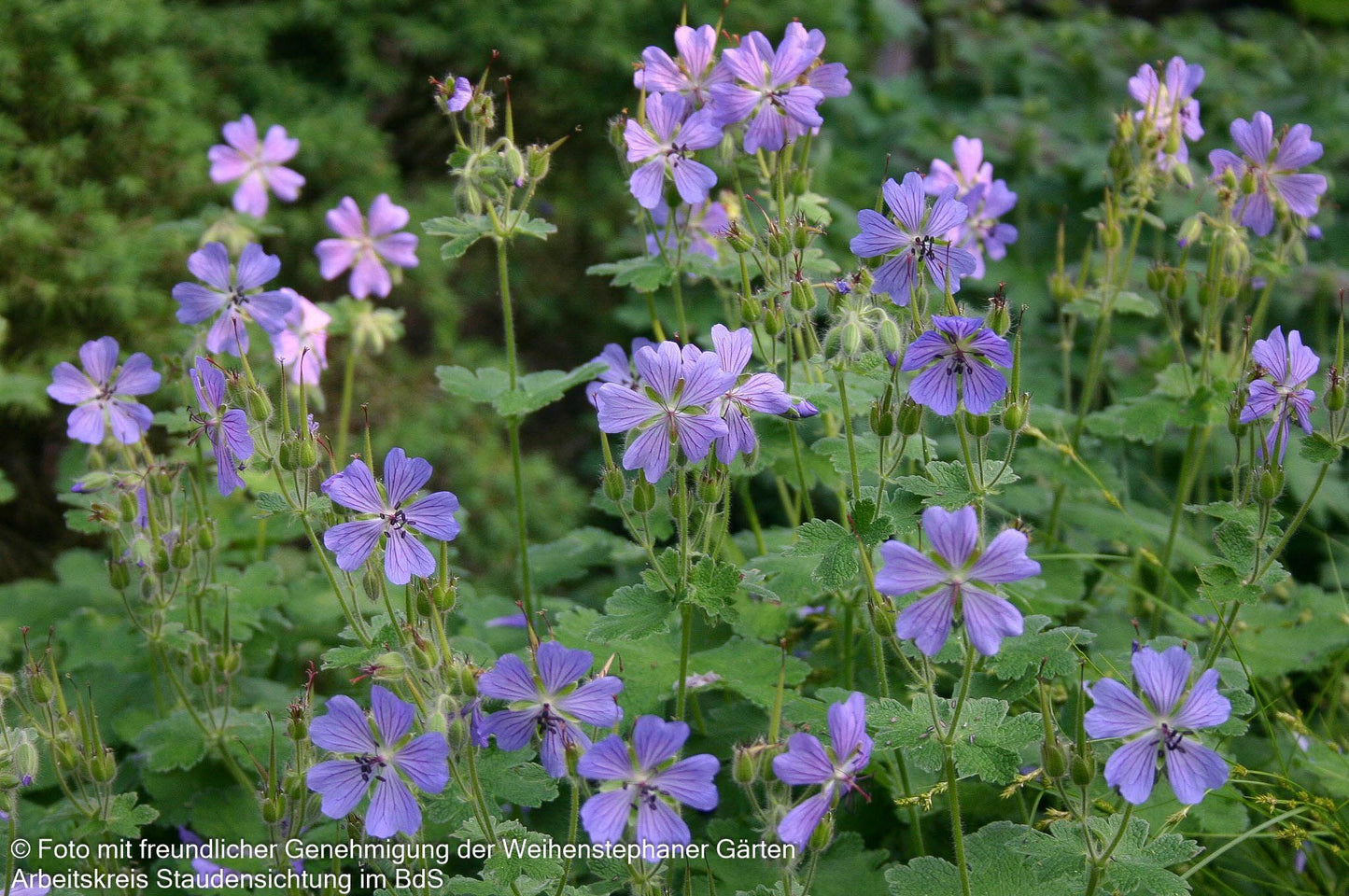 Kaukasus-Storchschnabel 'Philippe Vapelle' (Geranium renardii)
