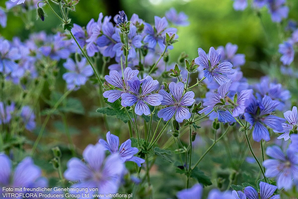 Kaukasus-Storchschnabel 'Philippe Vapelle' (Geranium renardii)