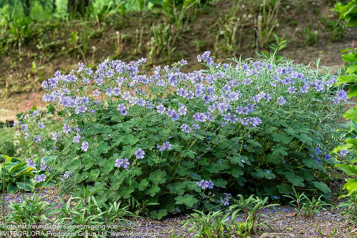 Kaukasus-Storchschnabel 'Philippe Vapelle' (Geranium renardii)