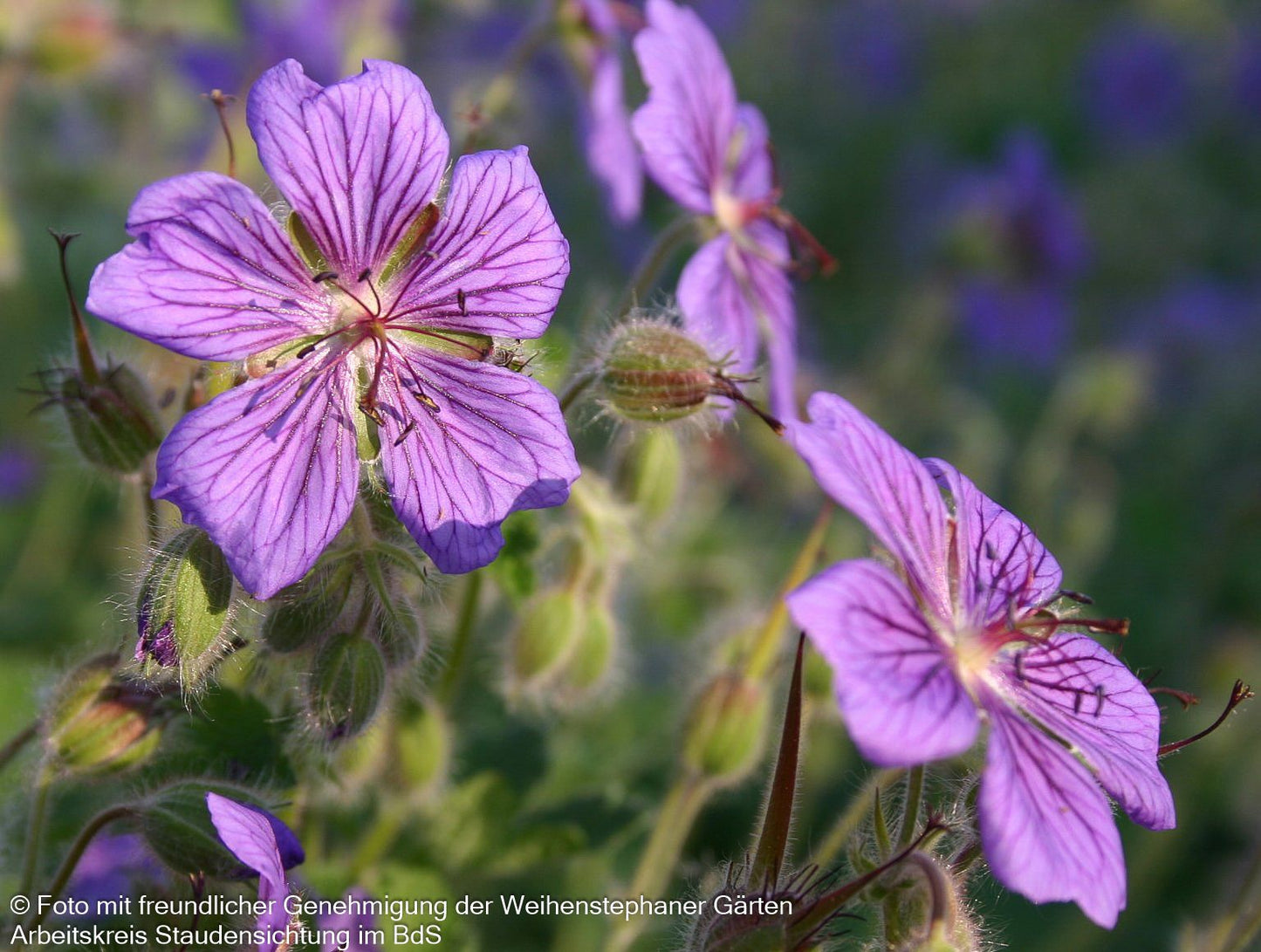 Kaukasus-Storchschnabel 'Terre Franche' (Geranium renardii)