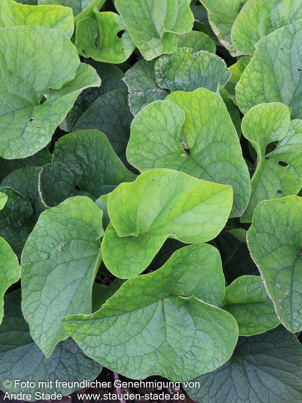 Kaukasusvergissmeinnicht 'Betty Bowring' (Brunnera macrophylla)