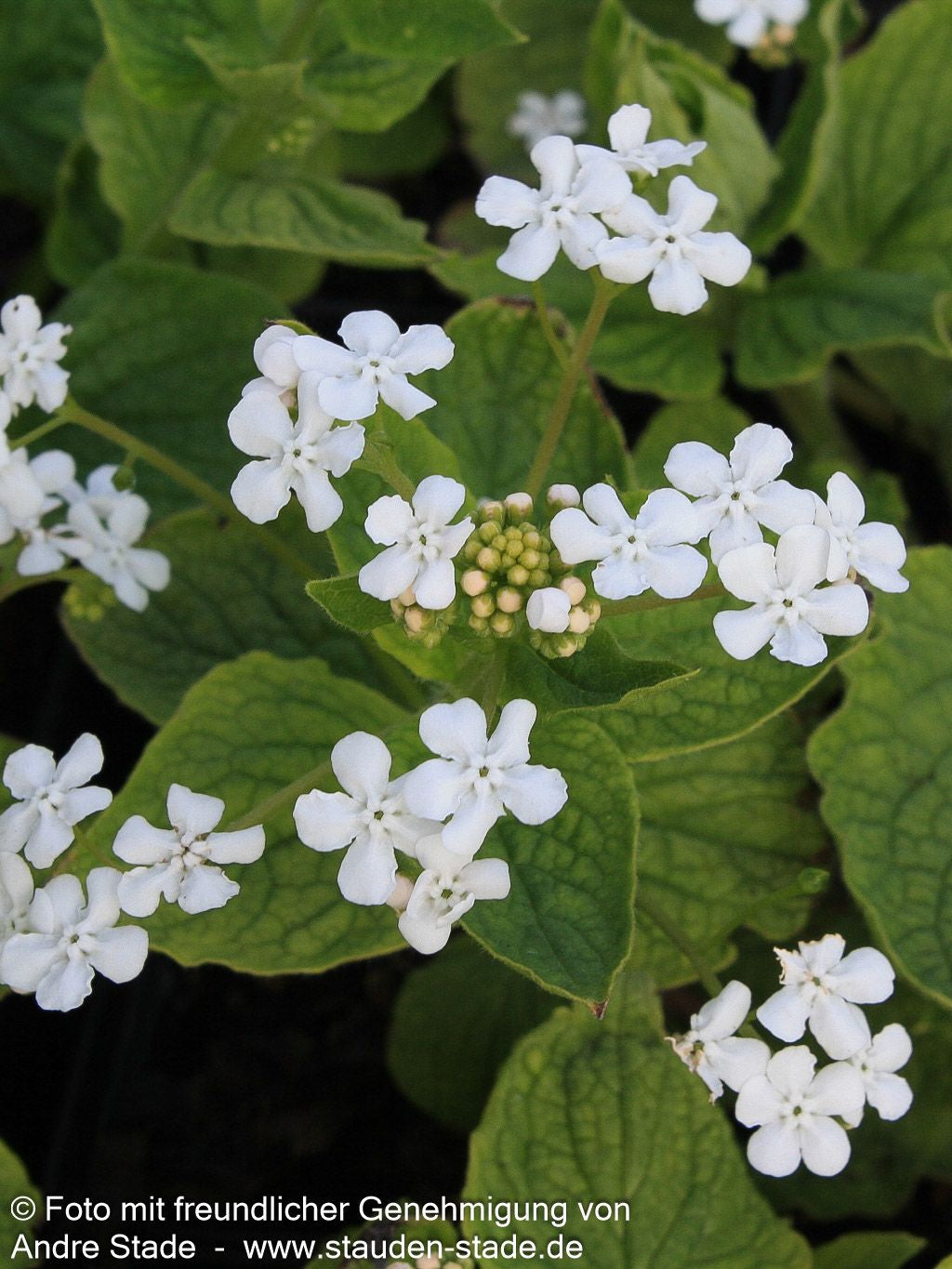 Kaukasusvergissmeinnicht 'Betty Bowring' (Brunnera macrophylla)
