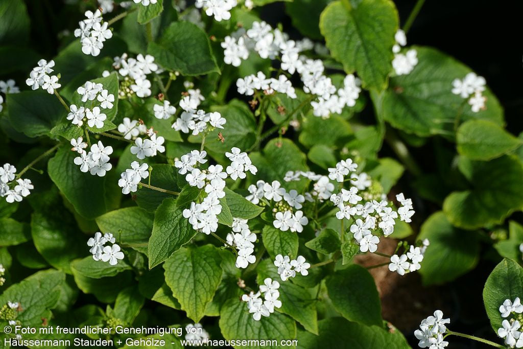 Kaukasusvergissmeinnicht 'Betty Bowring' (Brunnera macrophylla)
