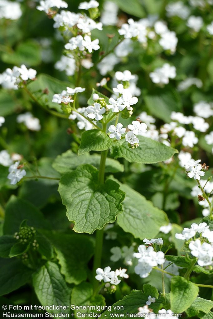 Kaukasusvergissmeinnicht 'Betty Bowring' (Brunnera macrophylla)