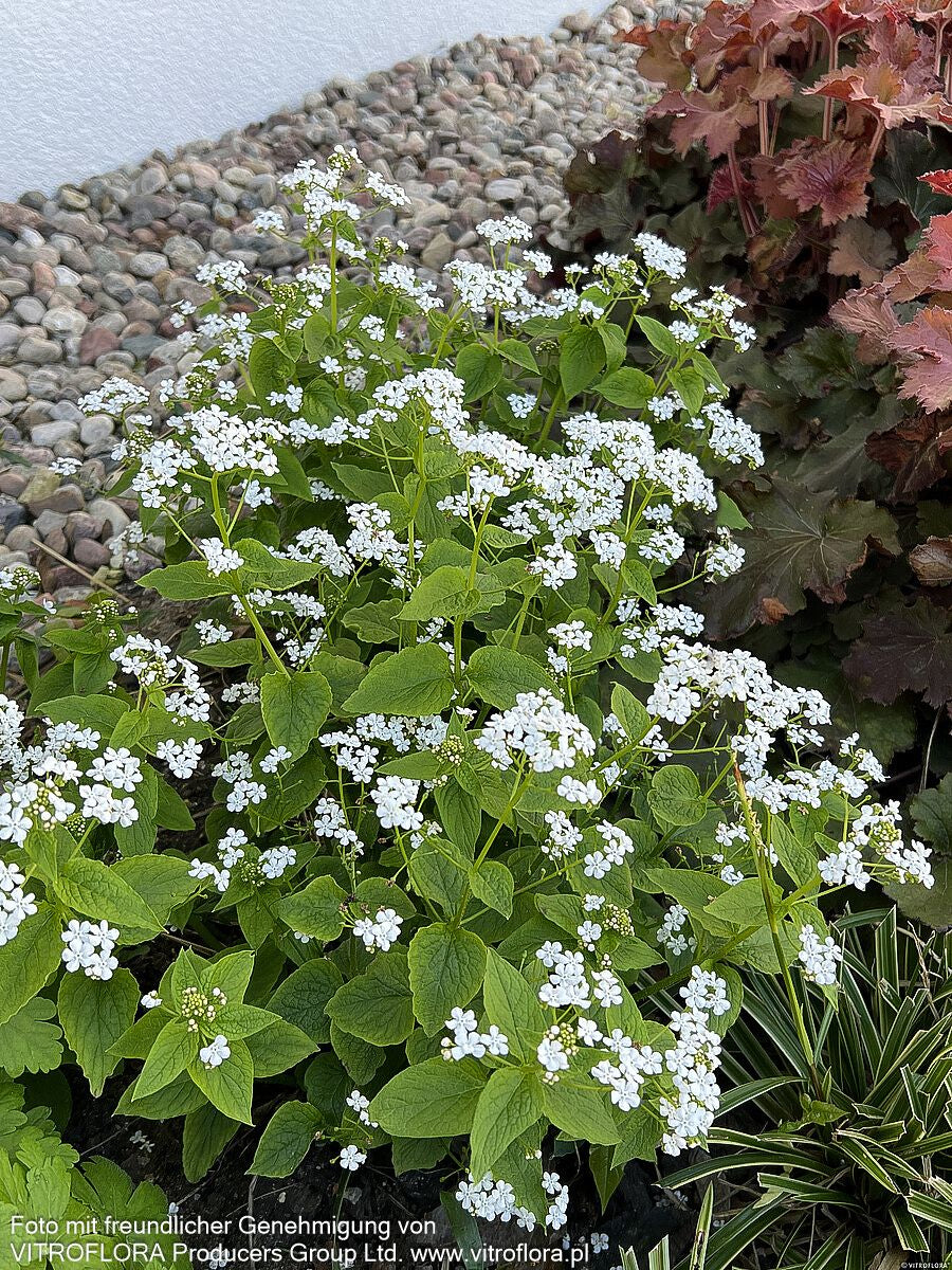 Kaukasusvergissmeinnicht 'Betty Bowring' (Brunnera macrophylla)