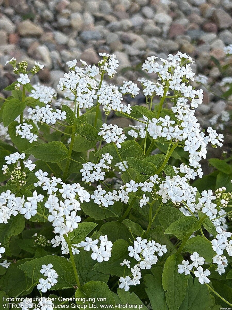 Kaukasusvergissmeinnicht 'Betty Bowring' (Brunnera macrophylla)