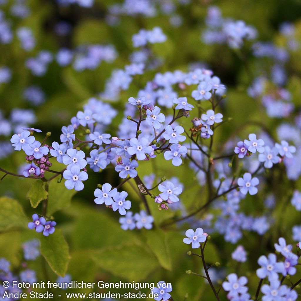 Kaukasusvergissmeinnicht (Brunnera macrophylla)