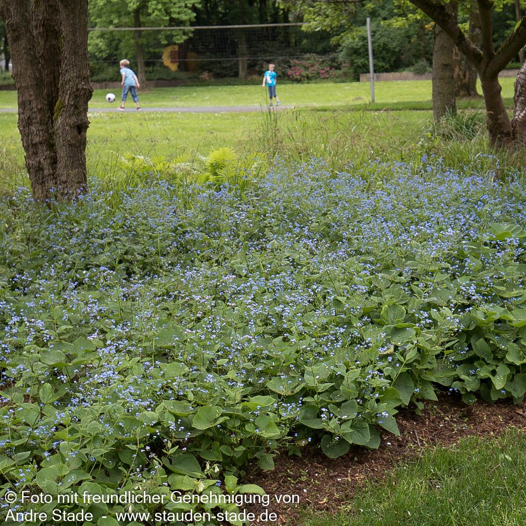 Kaukasusvergissmeinnicht (Brunnera macrophylla)