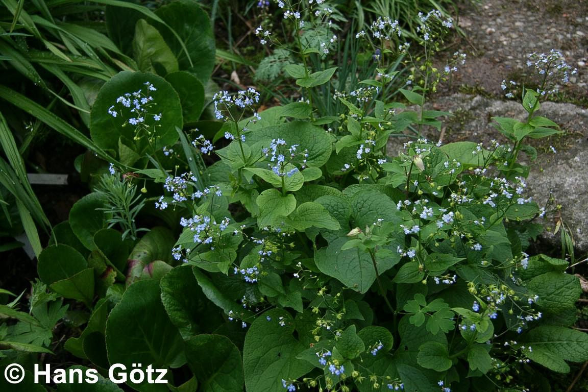 Kaukasusvergissmeinnicht (Brunnera macrophylla)
