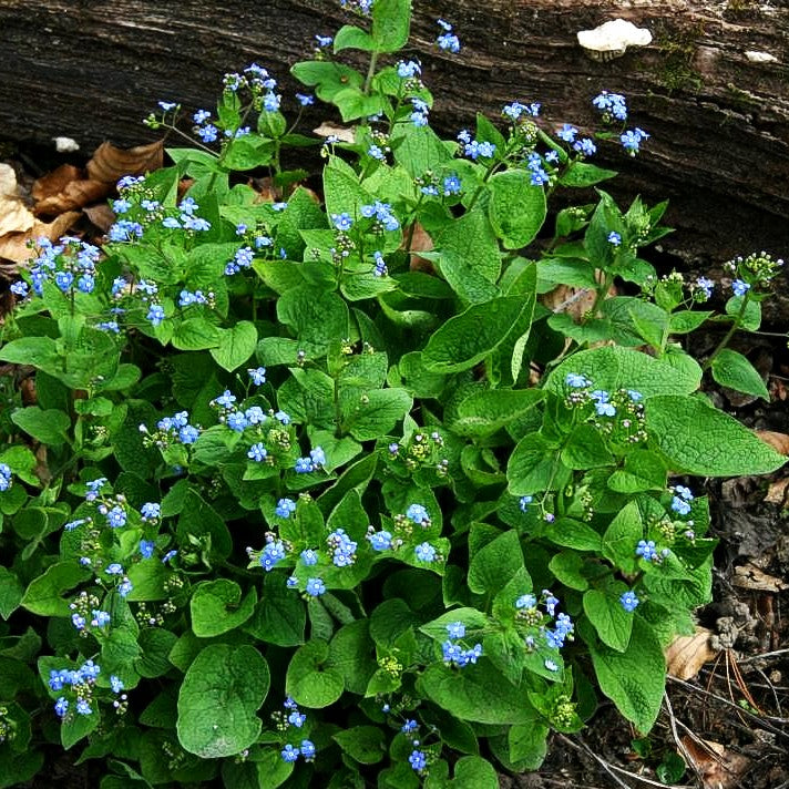 Kaukasusvergissmeinnicht (Brunnera macrophylla)