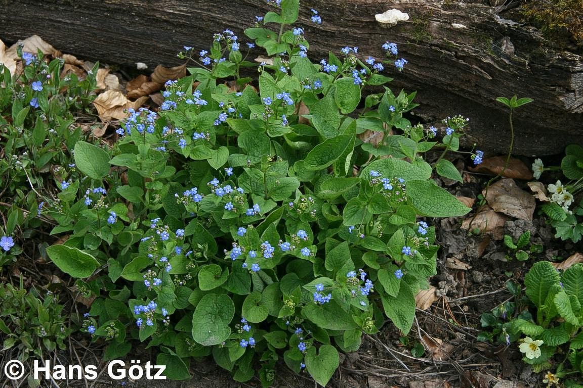 Kaukasusvergissmeinnicht (Brunnera macrophylla)