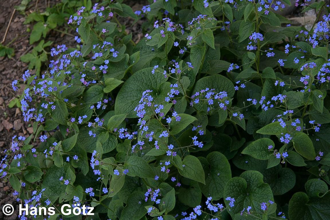Kaukasusvergissmeinnicht (Brunnera macrophylla)