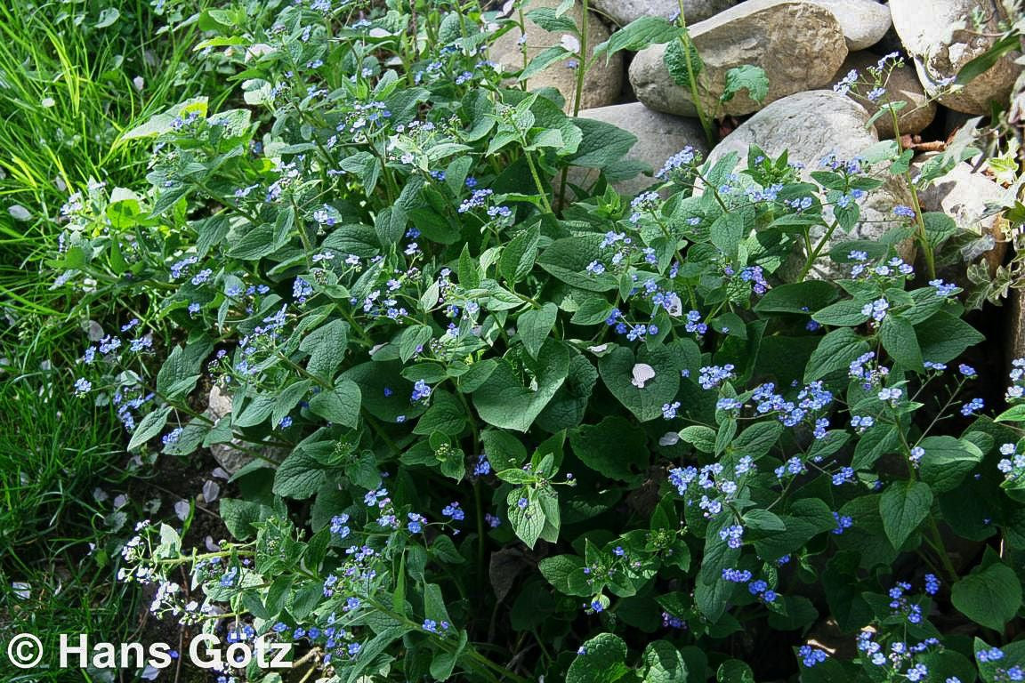Kaukasusvergissmeinnicht (Brunnera macrophylla)