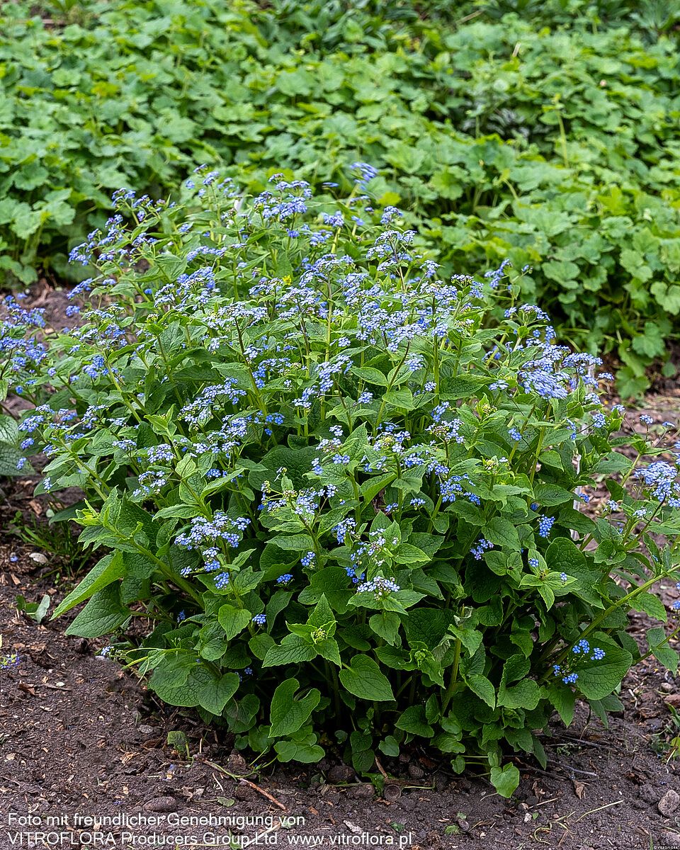 Kaukasusvergissmeinnicht (Brunnera macrophylla)