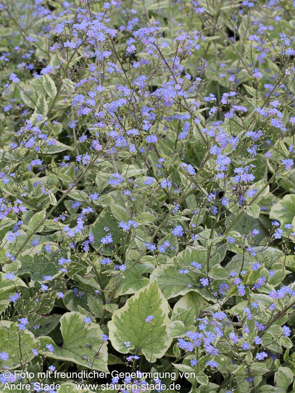 Kaukasusvergissmeinnicht 'Hadspen Cream' (Brunnera macrophylla)