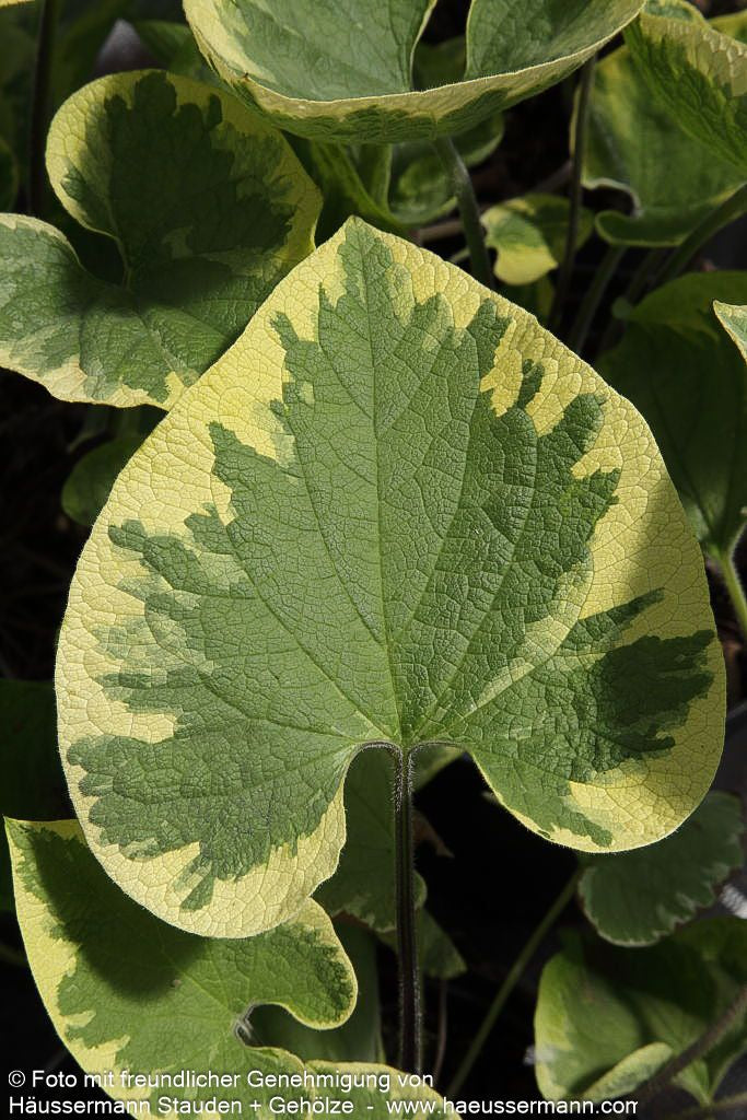 Kaukasusvergissmeinnicht 'Hadspen Cream' (Brunnera macrophylla)