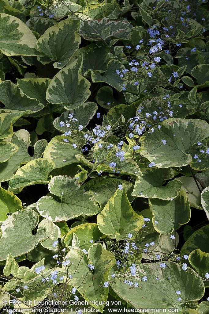 Kaukasusvergissmeinnicht 'Hadspen Cream' (Brunnera macrophylla)