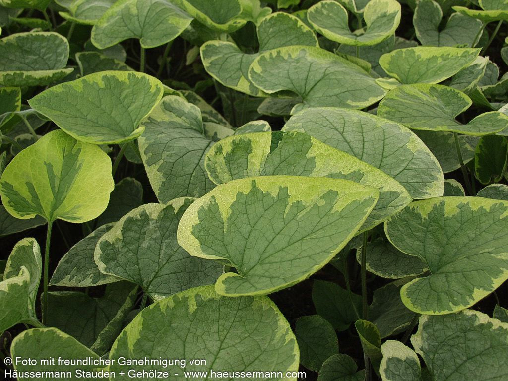 Kaukasusvergissmeinnicht 'Hadspen Cream' (Brunnera macrophylla)