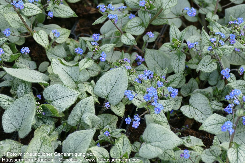 Kaukasusvergissmeinnicht 'Looking Glass' (Brunnera macrophylla)