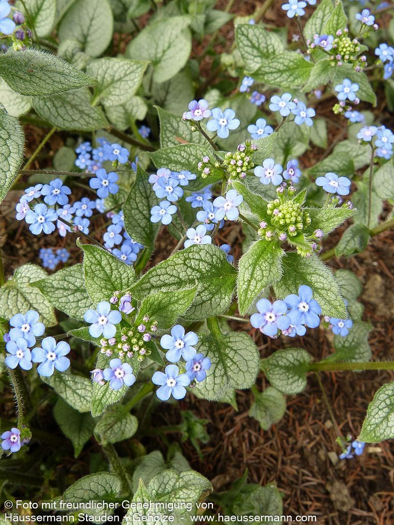 Kaukasusvergissmeinnicht 'Looking Glass' (Brunnera macrophylla)