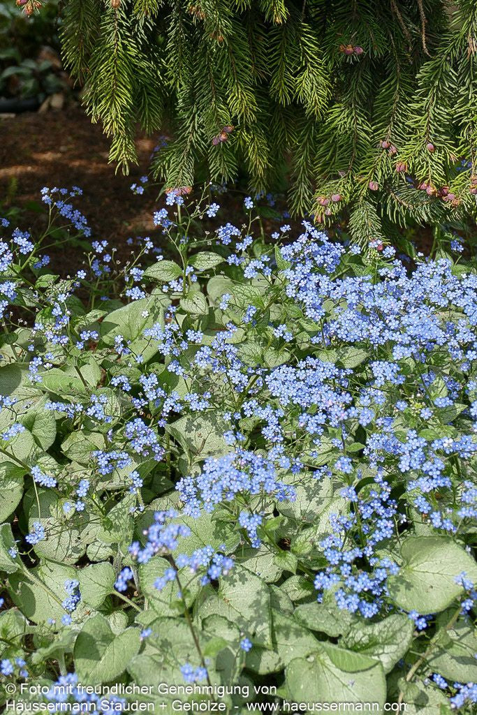 Kaukasusvergissmeinnicht 'Looking Glass' (Brunnera macrophylla)